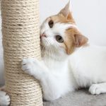 cat scratch post