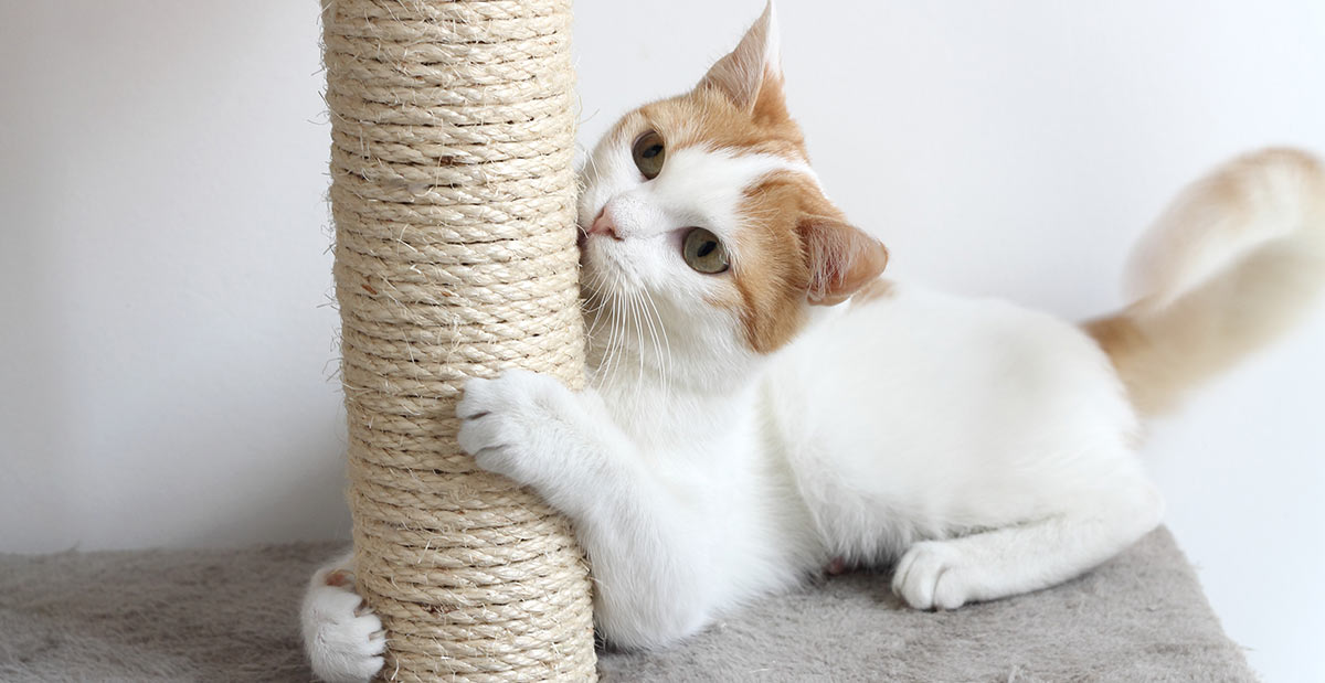 How To Stop Cats From Scratching Furniture The Happy Cat Site