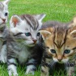 Cat vaccinations, costs, safety and kitten vaccination schedules