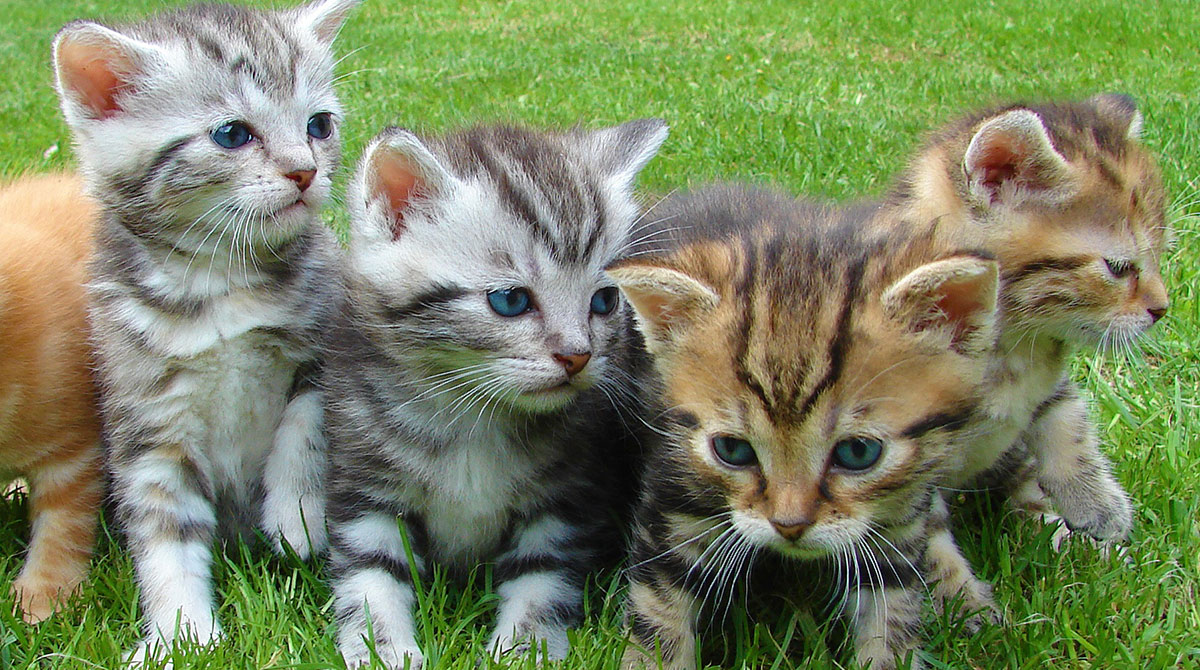 kitten immunisation cost