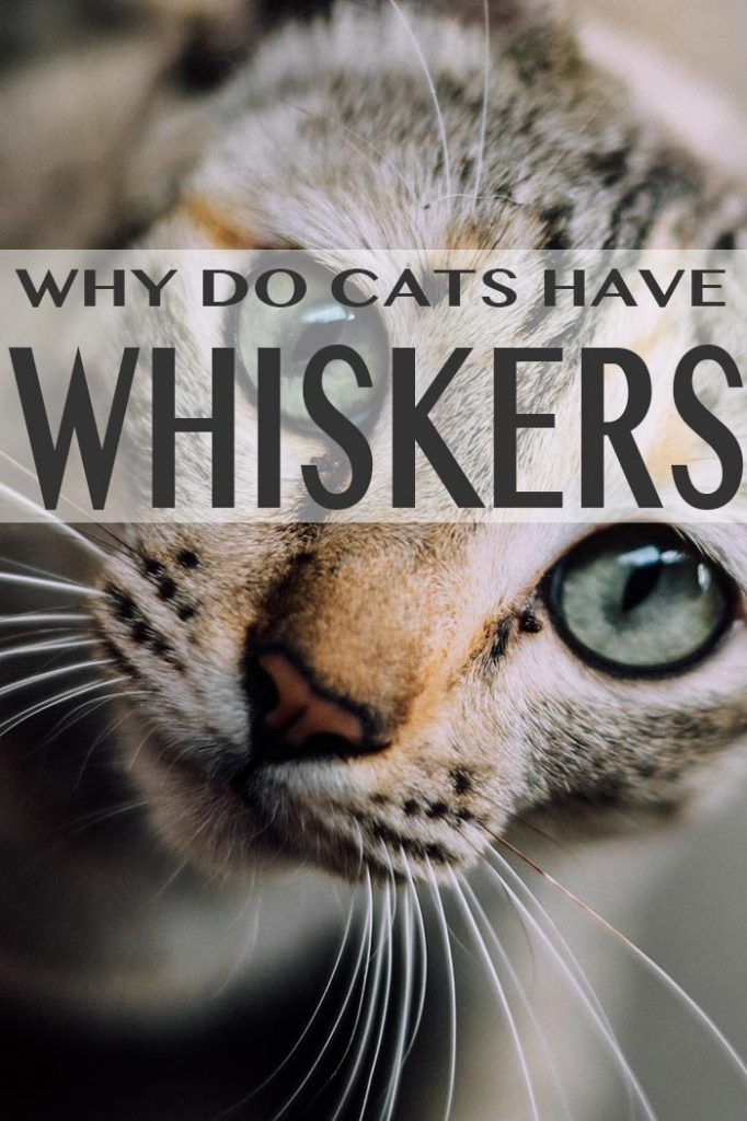 Why Do Cats Whiskers Fall Out And Other Whiskery Questions