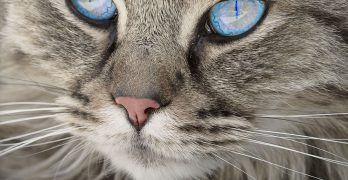 Why Do Cats Whiskers Fall Out – And Other Fascinating Whiskery Facts