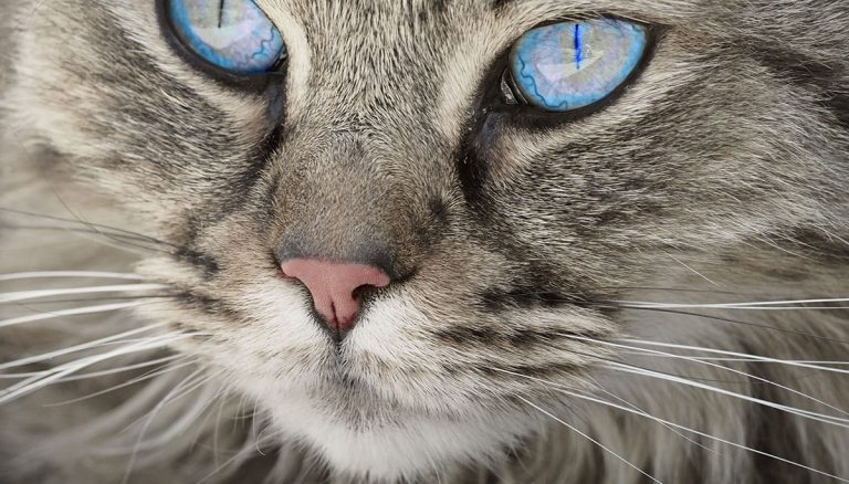 Why Do Cats Whiskers Fall Out – And Other Fascinating Whiskery Facts