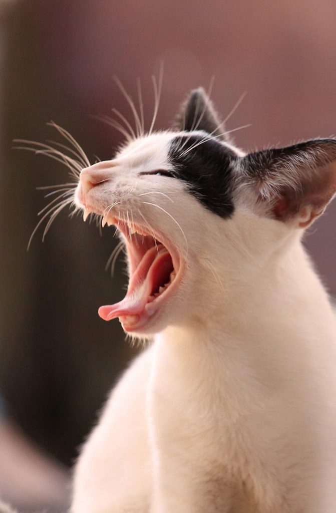 Why Do Cats Whiskers Fall Out And Other Whiskery Questions