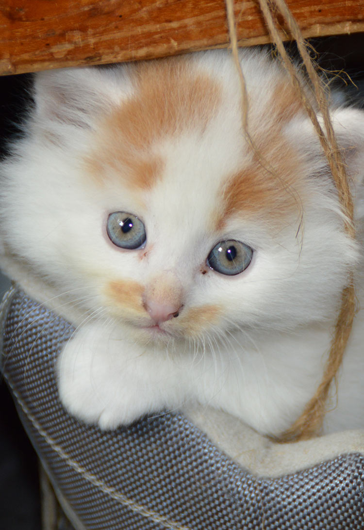 La Palma Veterinary Hospital Vet In Anaheim Ca