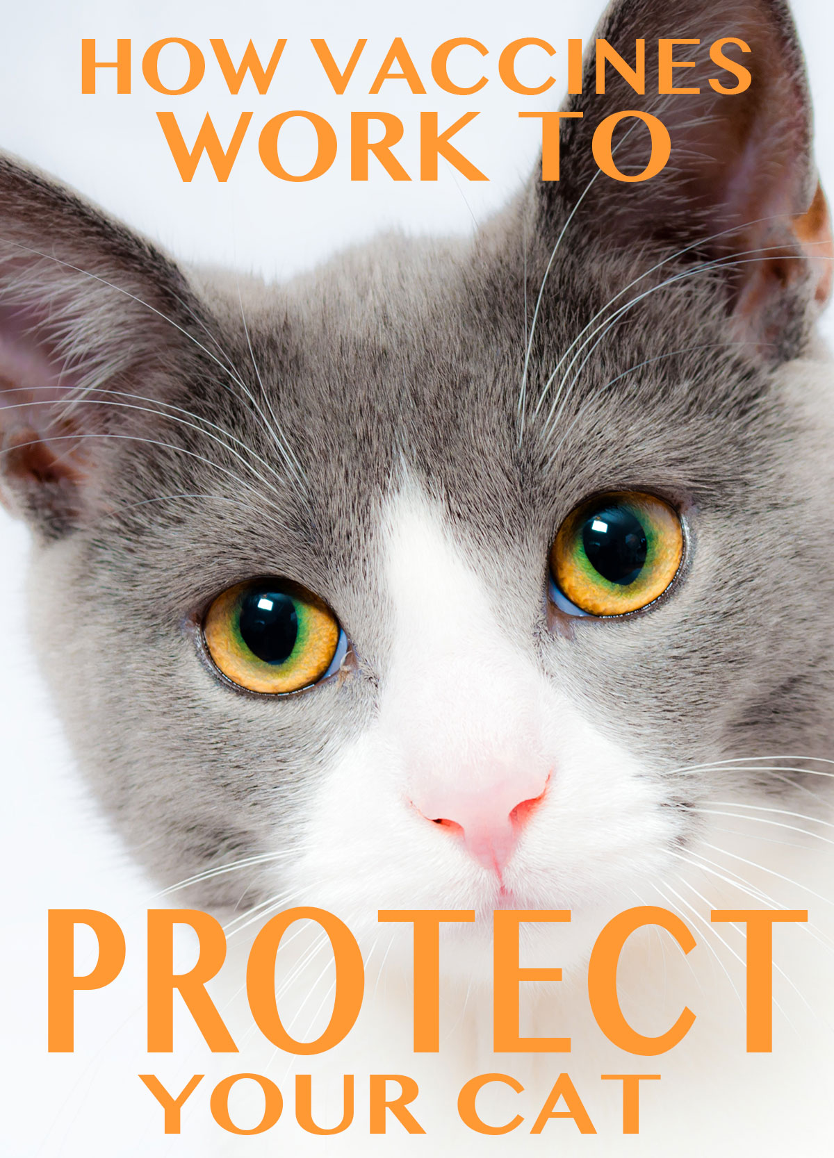 Walk In Vaccine Clinic Information Veterinarian In Las Vegas Nv Spay Neuter Center Of Southern Nevada