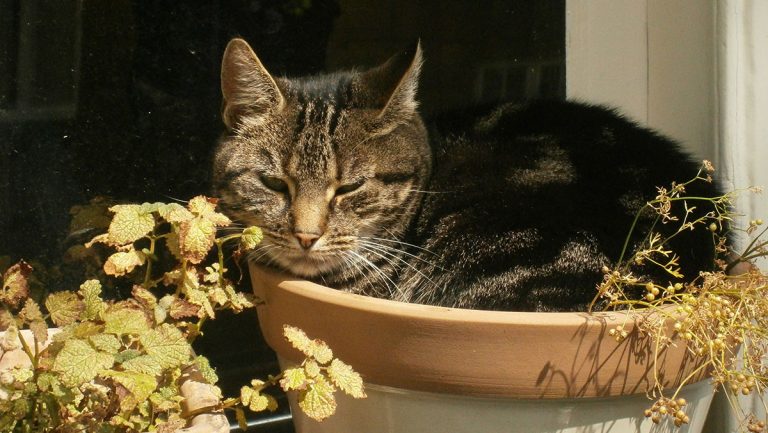 Outdoor Cat Versus Indoor Cats