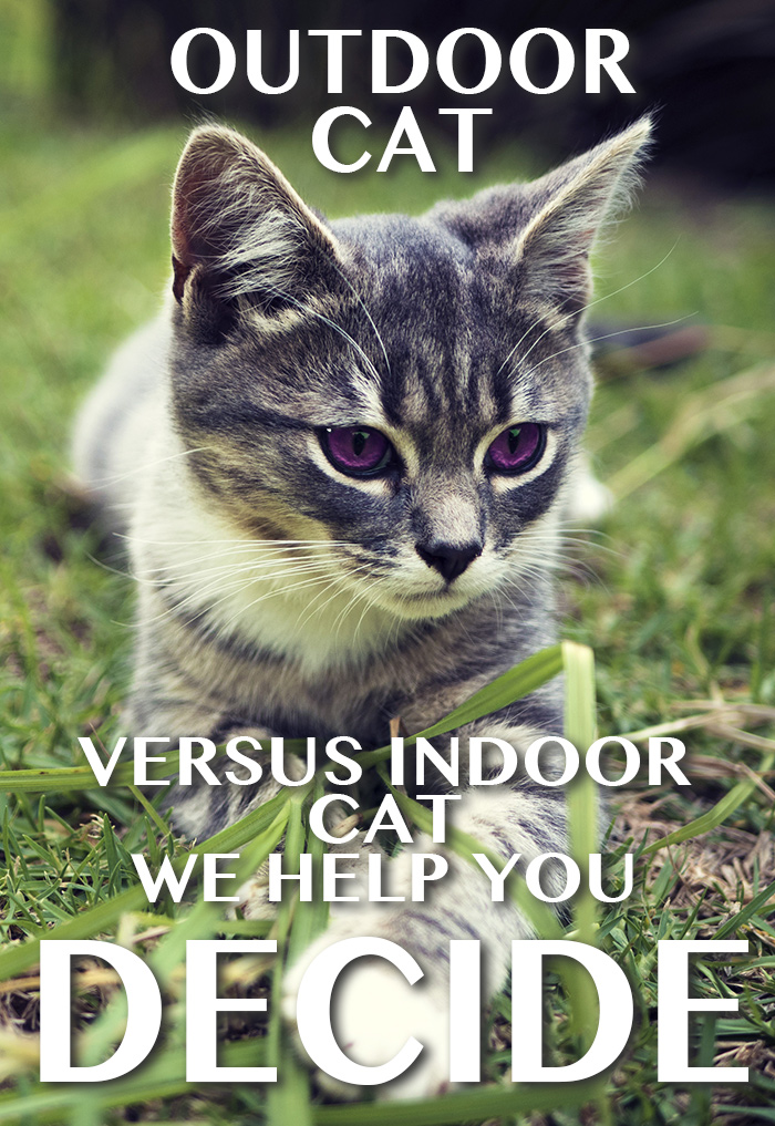 Outdoor Cat Versus Indoor Cats The Happy Cat Site Outdoor Cat Versus Indoor Cats The Happy Cat Site