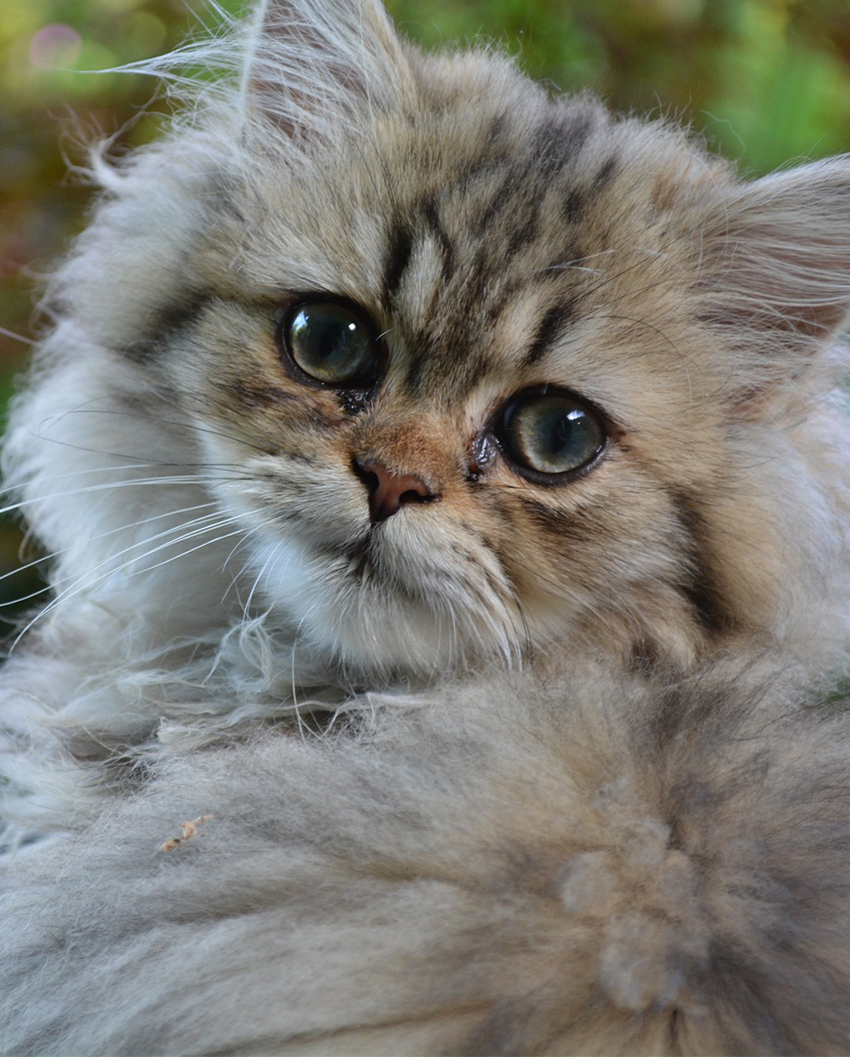 persian cat mix