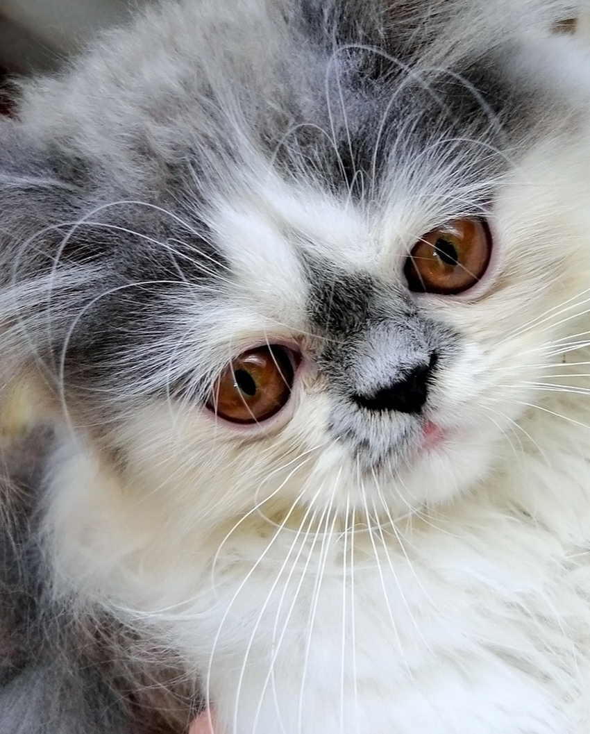 gray persian cat