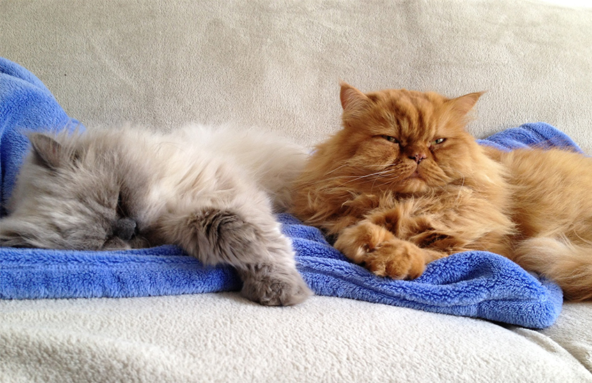 himalayan persian cat life expectancy