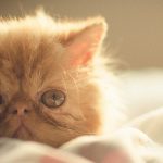 long haired cat breeds - persian kitten