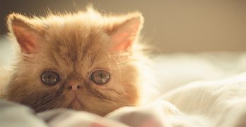 long haired cat breeds - persian kitten