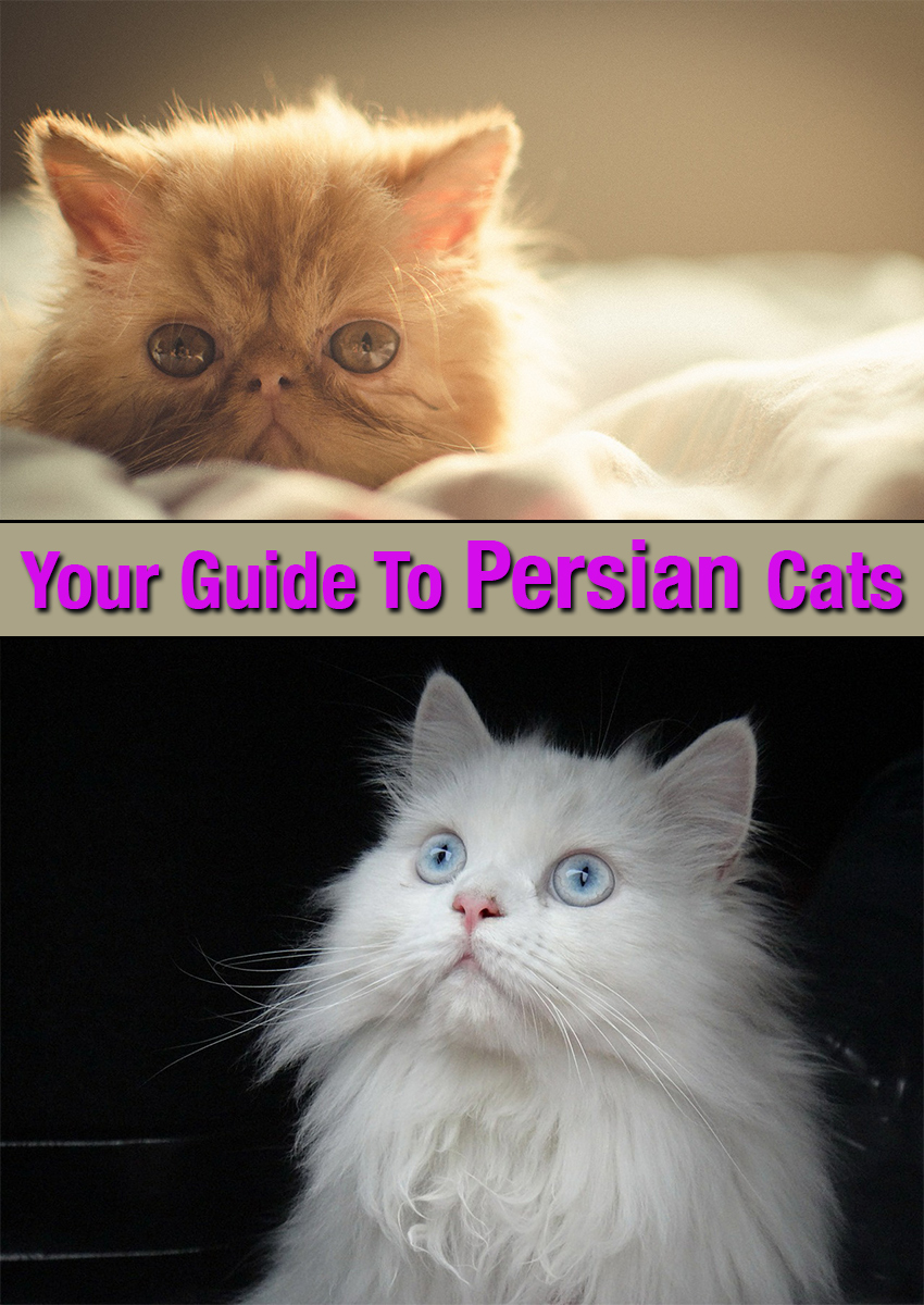 Persian cats a complete guide and breed review. 