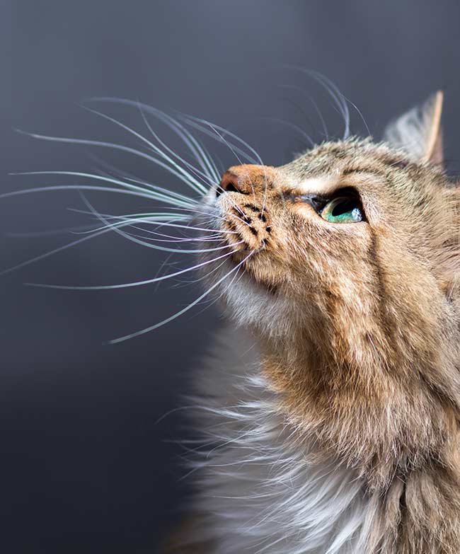 Why Do Cats  Whiskers  Fall Out And Other Whiskery Questions