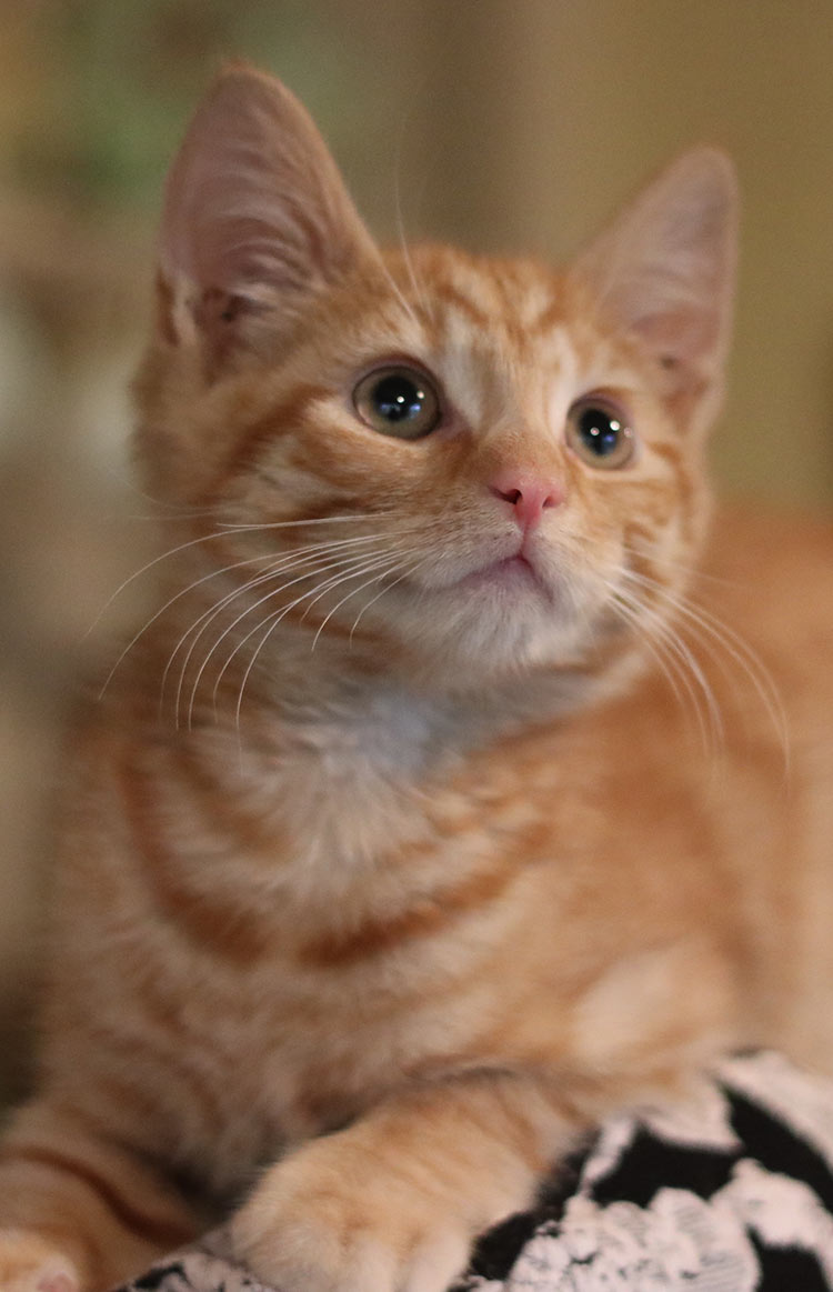 An extra picture of Billy, just because he is so beautiful