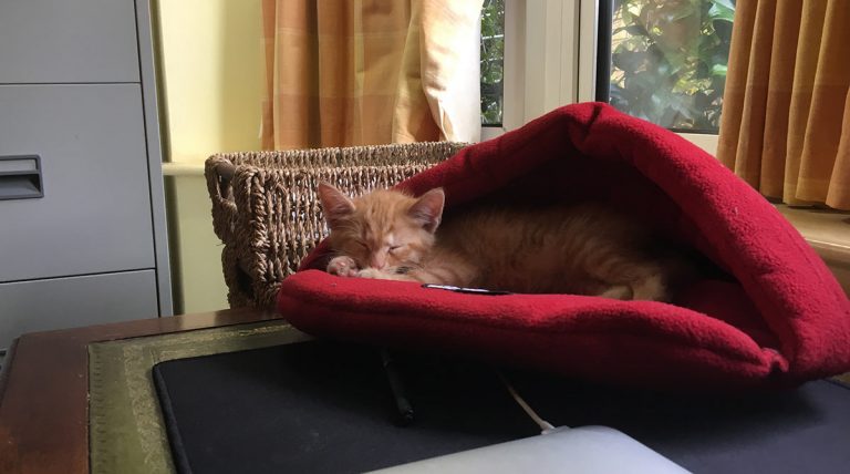 Sleepy kitten on my desk