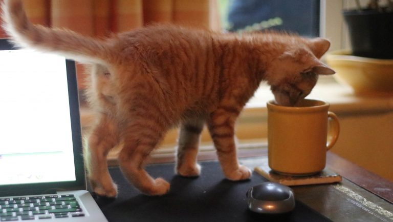 A Day In The Office For Billy The Kitten