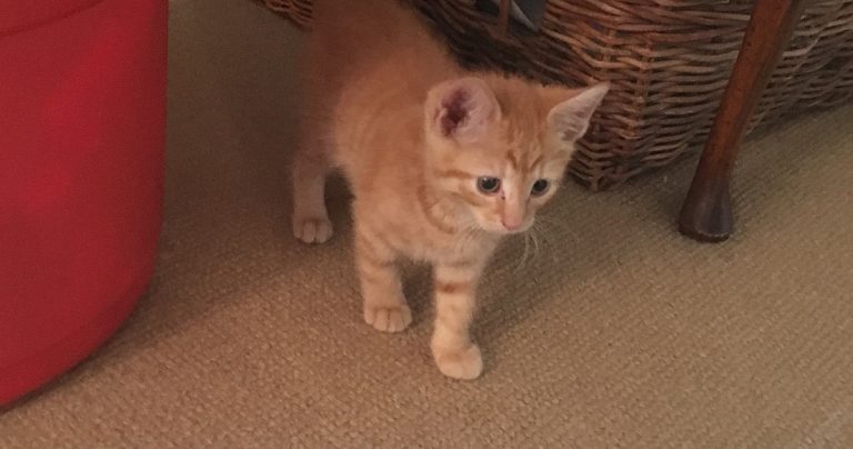 Kittens And Steroids