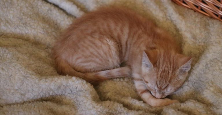 Cat Allergy Test: The Results!
