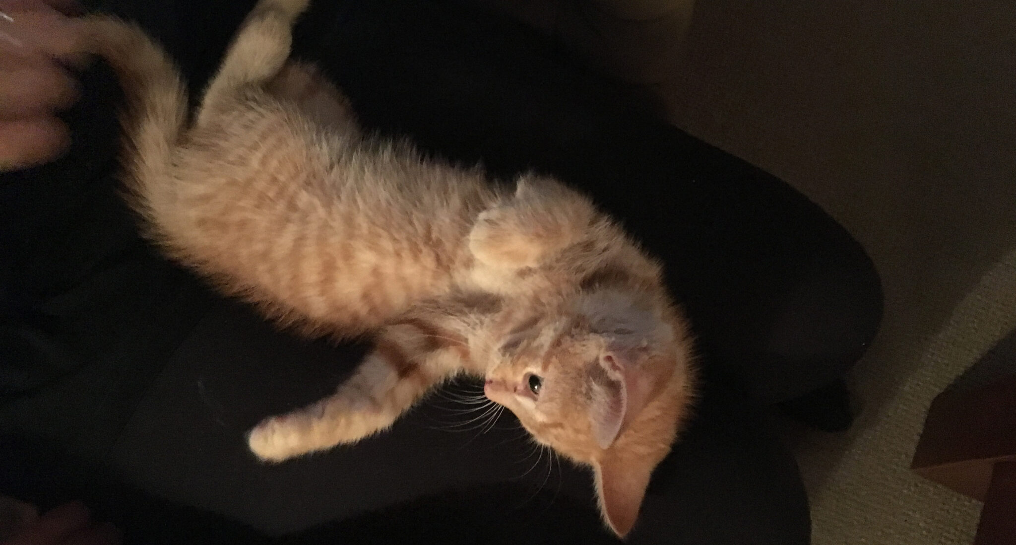 10 Week Old Kitten Growth Development and Care