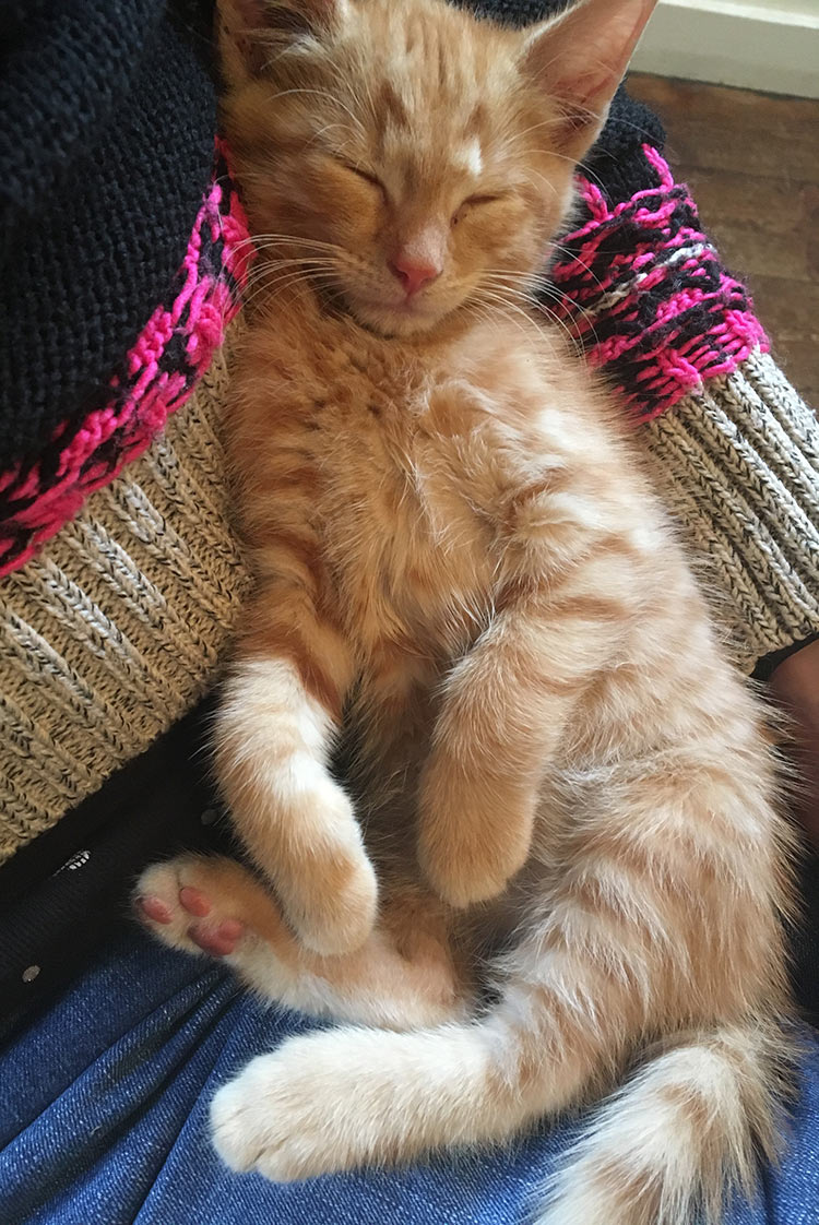 Billy loves to sleep on a nice warm lap
