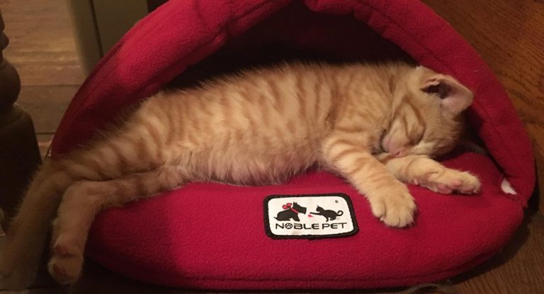 New Kitten Day 7 – Training Billy To Come