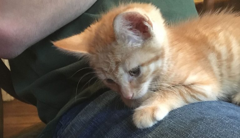 Nine Week Old Kitten Care and Development