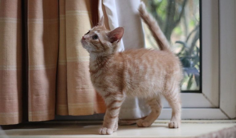 Billy The Kitten’s First Time Alone