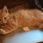 Billy the kitten likes to sleep on my macbook