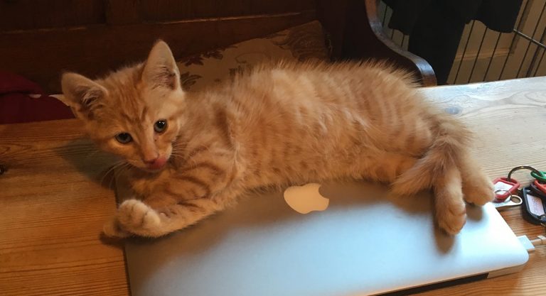Billy the kitten likes to sleep on my macbook