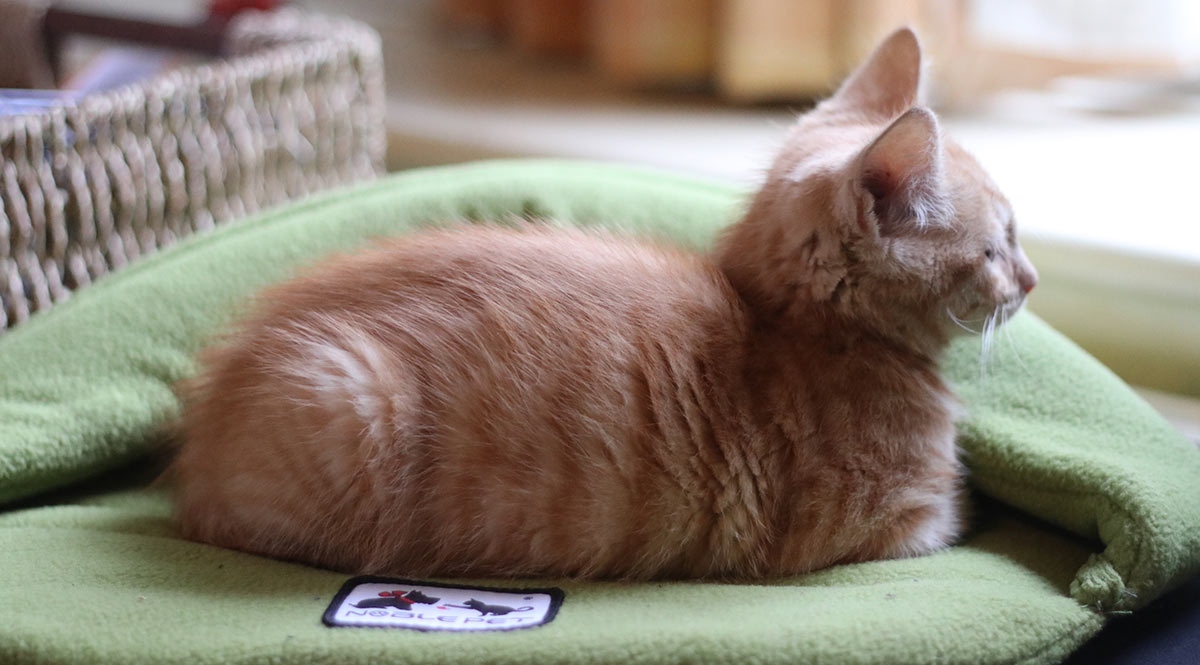 Billy watches us leave from his kitten cave
