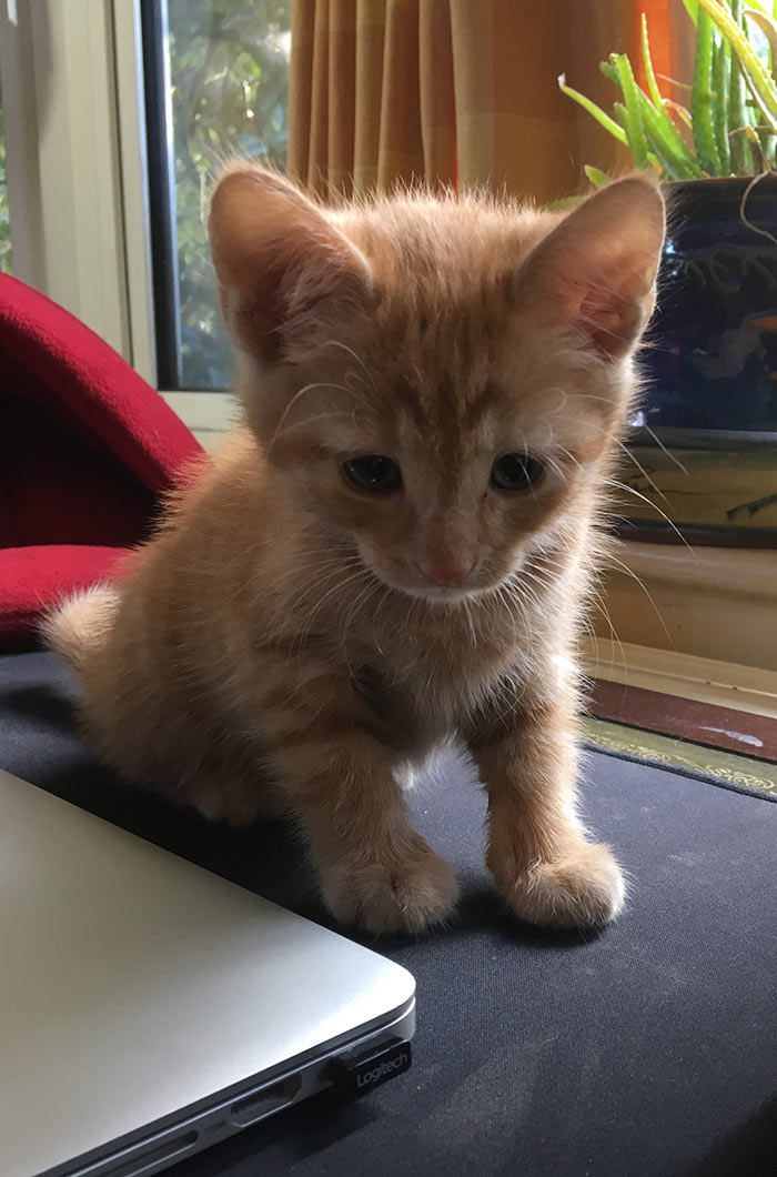 8 Week Old Kitten Feeding Weight Care And Routines