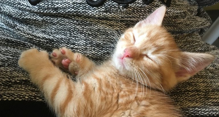 Introducing Billy The Kitten
