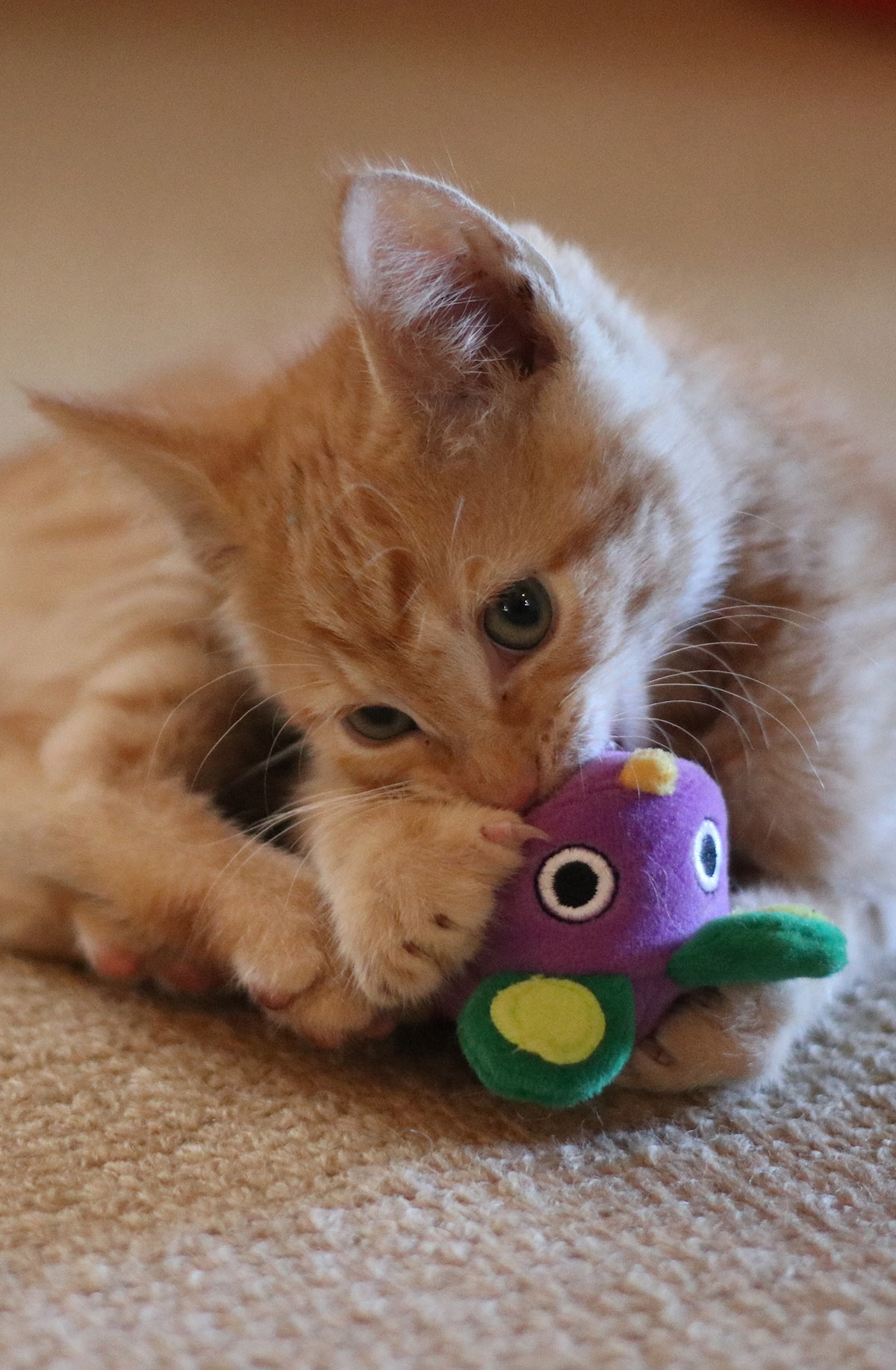 This is Billy's favorite toy - follow Billy's story on Billy's Blog