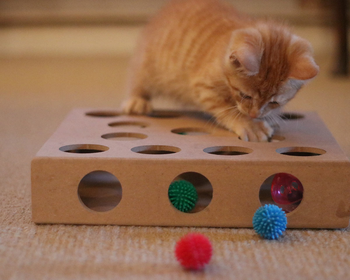Billy loves this puzzle toy