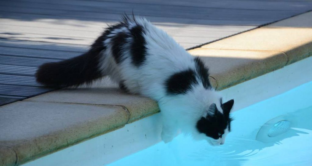 Can Cats Swim? Breaking Down The Myths About Cats And Water