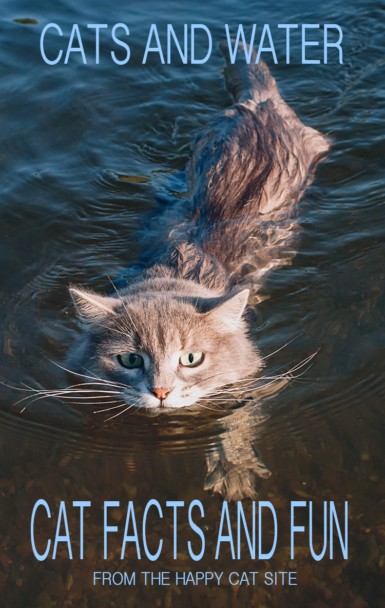 Can cats swim? The truth about cats and water. And how to get your cat interested in swimming