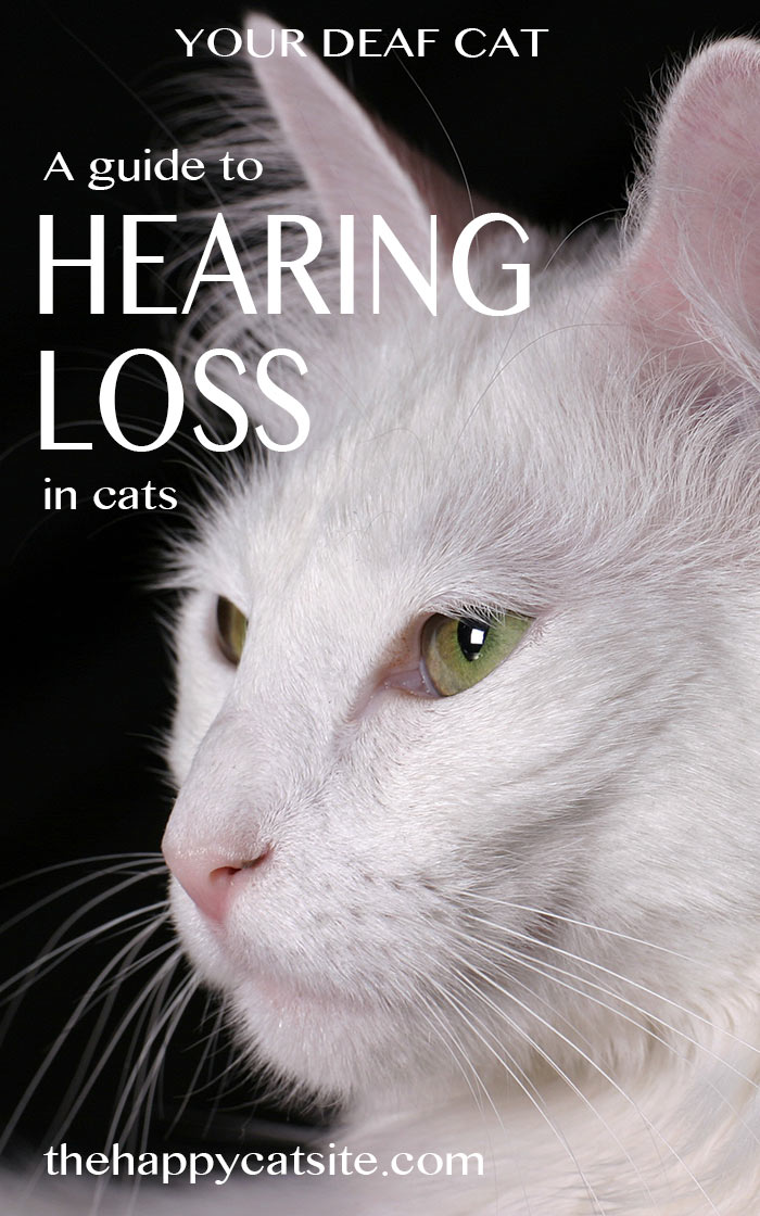 Discover the causes of hearing loss in cats, living with a deaf cat, and explore the curious link between white cats and deafness