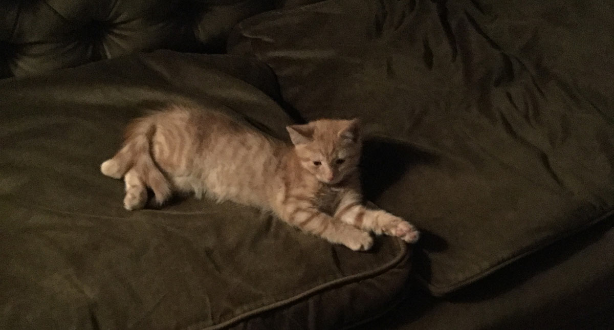 Billy at ten weeks looking a little lost on the big couch