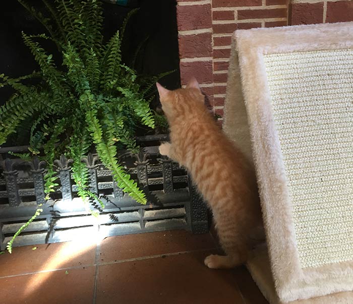 Bringing Our Kitten Home - The First Two Days - The Happy Cat Site
