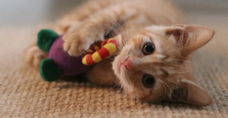 Billy gets a new toy