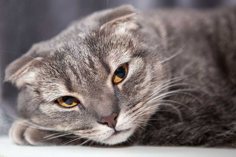 scottish fold cat - grey tabby