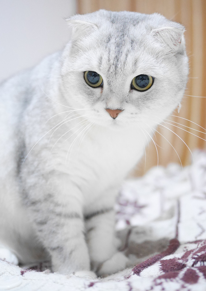 Scottish Fold Color Chart