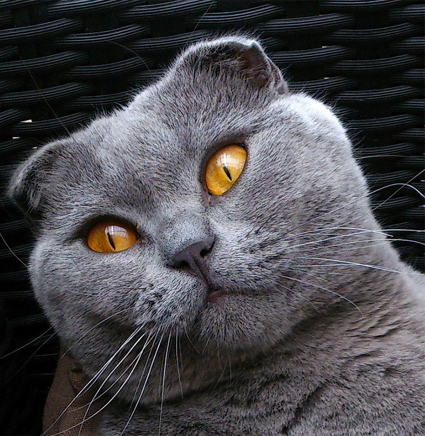 Scottish Fold Cats: A Complete Guide - The Happy Cat Site