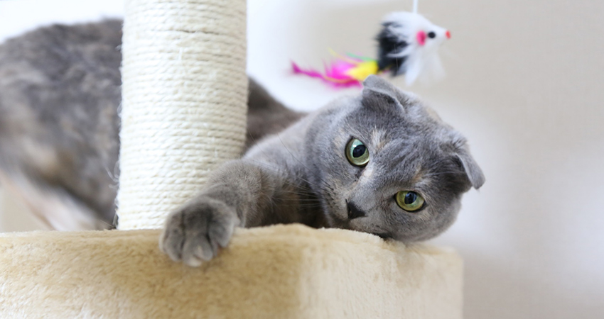 scottish fold