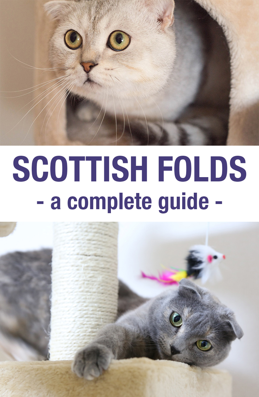 Scottish Fold Cats - How High A Price Is That Cute Face Worth?