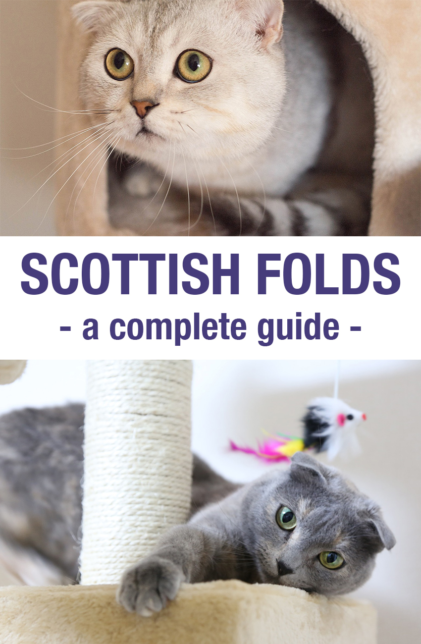 A review and guide to the Scottish Fold breed of cat