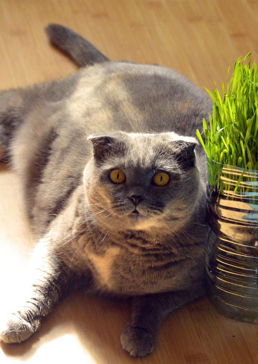 scottish fold