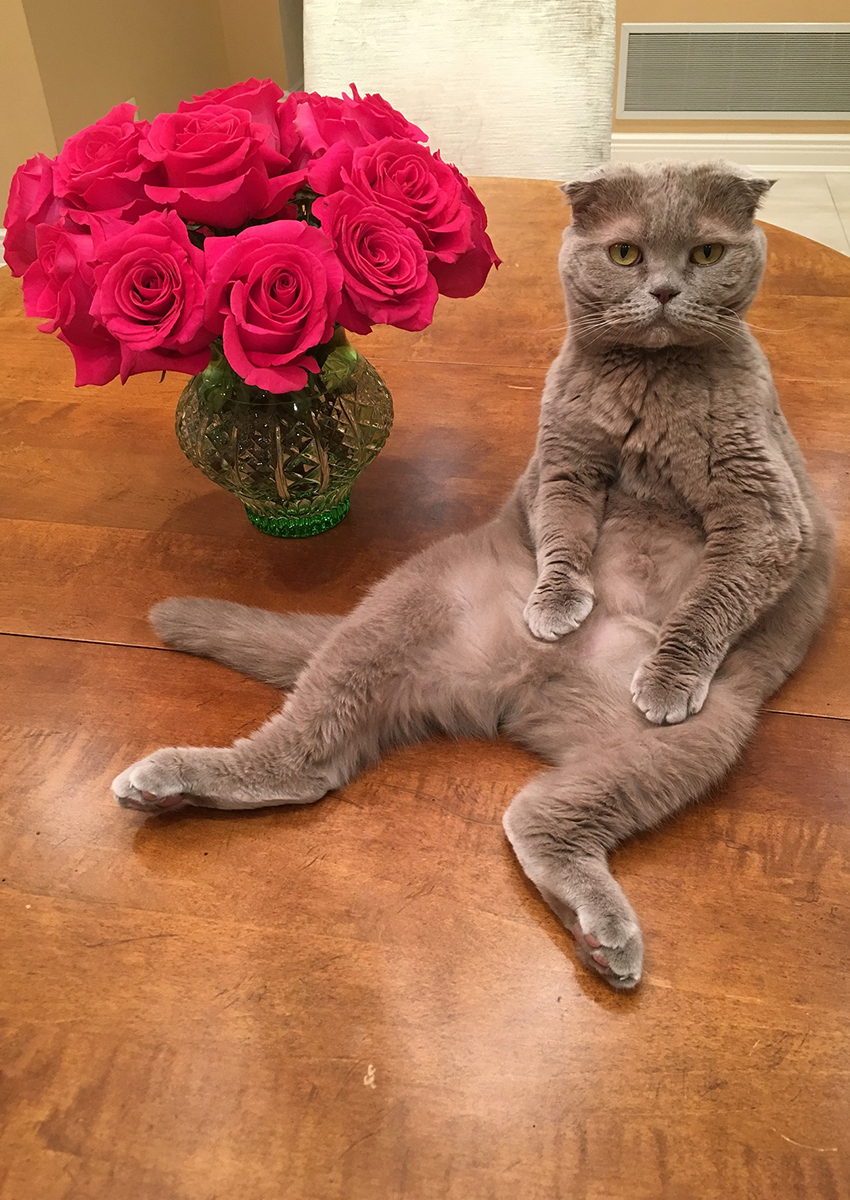 Scottish Fold Cats: A Complete Guide - The Happy Cat Site